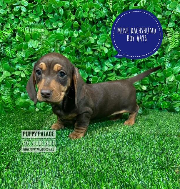 Miniature Dachshund Puppy – Chocolate/Tan Boy