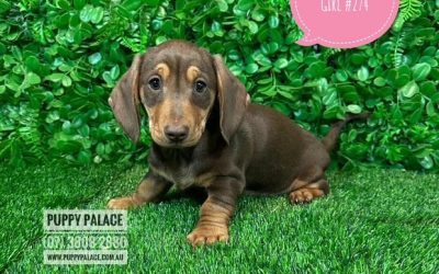 $2295 – Miniature Dachshund Puppy – Chocolate/Tan Girl.