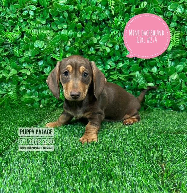 $2295 – Miniature Dachshund Puppy – Chocolate/Tan Girl.