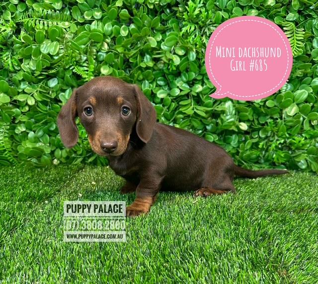 Miniature Dachshund Puppy – Chocolate/Tan Girl.
