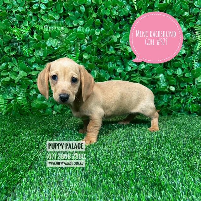 Miniature Dachshund Puppy – Red Girl.