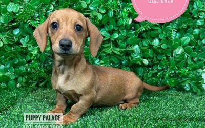 $1995 – Miniature Dachshund Puppy – Red Girl.
