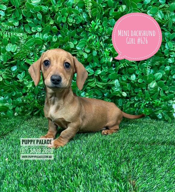 $1995 – Miniature Dachshund Puppy – Red Girl