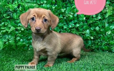 $1795 – LH Mini Dachshund X Chihuahua (Chiweenie) – Girl.