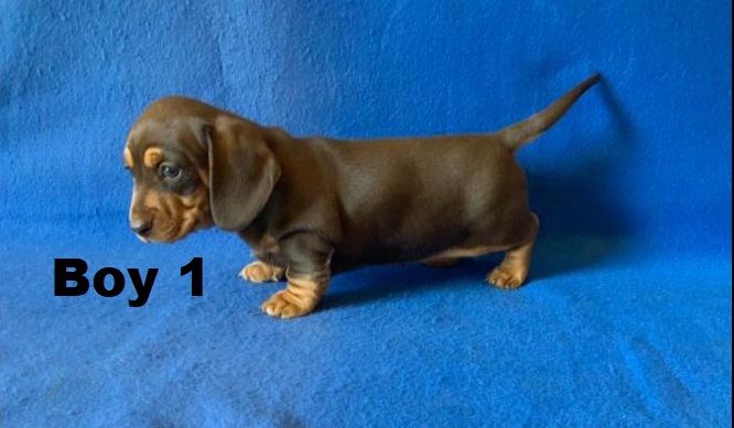 Miniature Dachshund Puppy – Chocolate/Tan Boy. I am arriving into store & Available to go home on 19 June