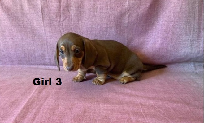 Miniature Dachshund Puppy – Chocolate/Tan Girl. I am arriving into store & Available to go home on 19 June