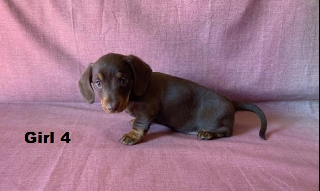 Miniature Dachshund Puppy – Chocolate/Tan Girl. I am arriving into store & Available to go home on 19 June