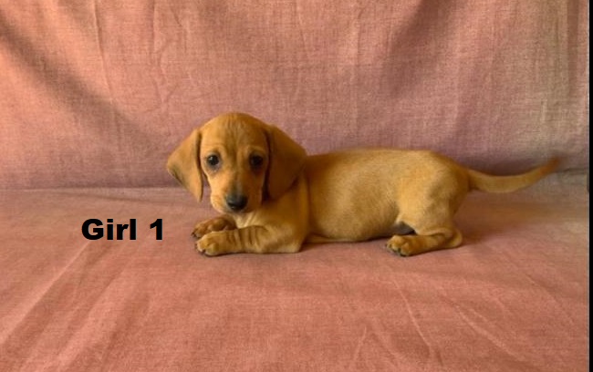 Miniature Dachshund Puppy – Red Girl. I am arriving into store & Available to go home on 19 June.