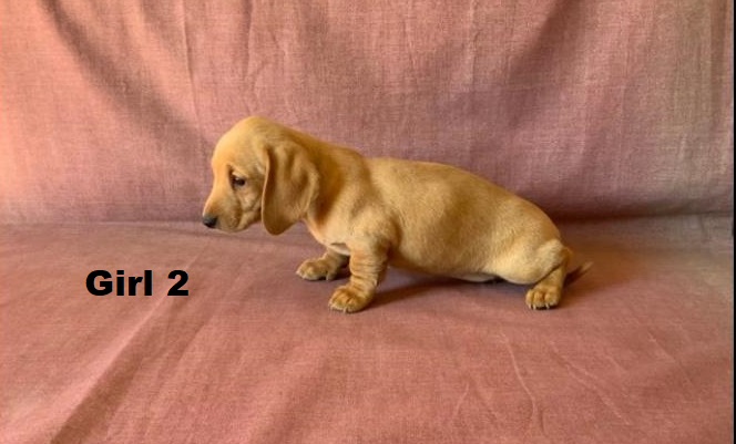 Miniature Dachshund Puppy – Red Girl. I am arriving into store & Available to go home on 19 June