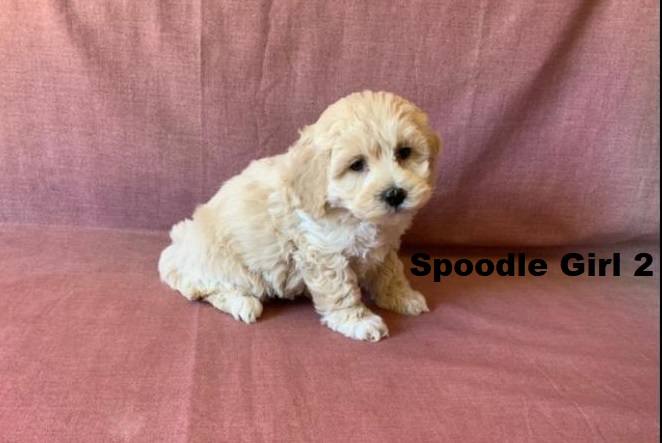 Spoodle / Cockapoo Puppy – Girl. I am arriving into store & Available to go home on 19 June