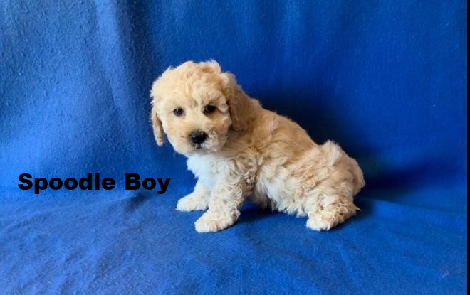 Spoodle / Cockapoo Puppy – Boy. I am arriving into store & Available to go home on 19 June
