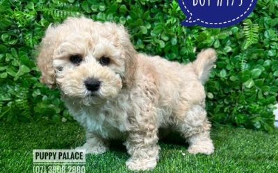 $2295 – Spoodle / Cockapoo (Spoodle X Red Toy Poodle) Puppy – Boy.