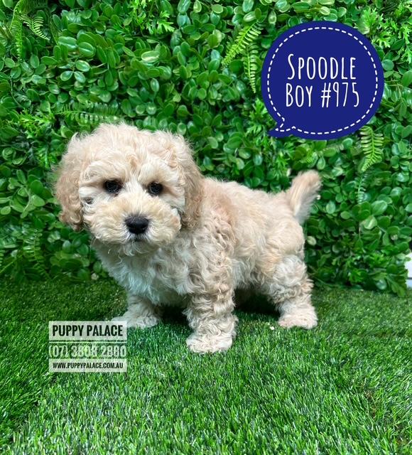 $2295 – Spoodle / Cockapoo (Spoodle X Red Toy Poodle) Puppy – Boy.