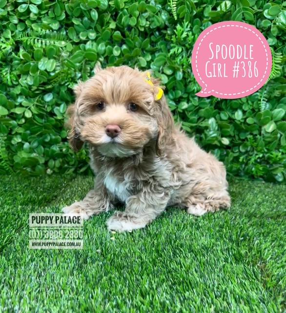 Spoodle / Cockapoo (Spoodle X Red Toy Poodle) Puppy – Girl.