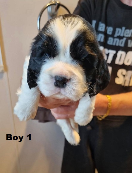 Cavocker/Cockalier (Cocker Spaniel X Cavalier) – Boy. I am arriving into store at Puppy Palace Pet shop, Underwood & Available to go home on 14 August