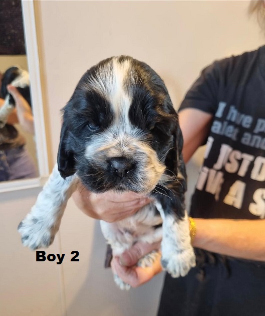Cavocker/Cockalier (Cocker Spaniel X Cavalier) – Boy. I am arriving into store at Puppy Palace Pet shop, Underwood & Available to go home on 14 August