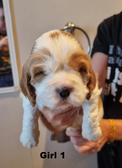 Cavocker/Cockalier (Cocker Spaniel X Cavalier) – Girl. I am arriving into store at Puppy Palace Pet shop, Loganholme & Available to go home on 14 August