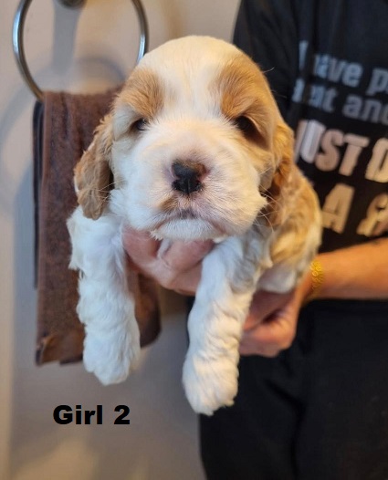 Cavocker/Cockalier (Cocker Spaniel X Cavalier) – Girl. I am arriving into store at Puppy Palace Pet shop, Loganholme & Available to go home on 14 August