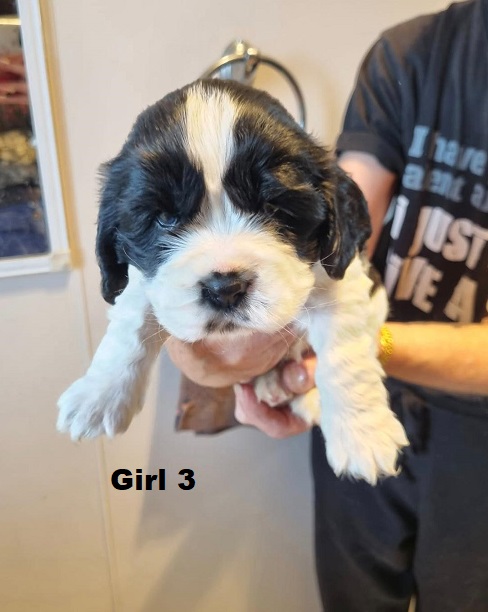Cavocker/Cockalier (Cocker Spaniel X Cavalier) – Girl. I am arriving into store at Puppy Palace Pet shop, Loganholme & Available to go home on 14 August