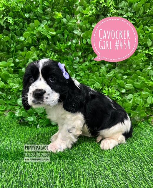 $1995 – Cavocker/Cockalier (Cocker Spaniel X Cavalier) – Girl. I am now in store at Puppy Palace Pet shop, Loganholme.