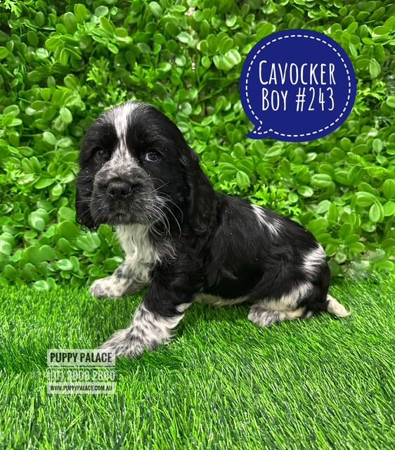 Cavocker/Cockalier (Cocker Spaniel X Cavalier) – Boy. I am now in store at Puppy Palace Pet shop, Loganholme.