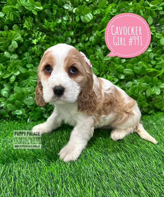 $1995 – Cavocker/Cockalier (Cocker Spaniel X Cavalier) – Girl. I am now in store at Puppy Palace Pet shop, Loganholme.