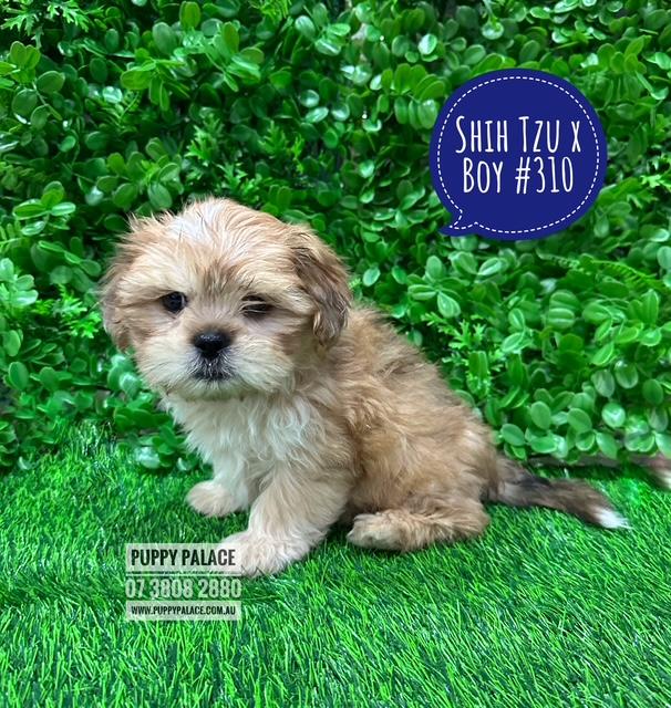 Cava-Tzu (Shih Tzu X Shih Tzu/Cavalier) – Boy. I AM AT THE NEW ADDRESS 64 Burchill St, Loganholme, Qld.