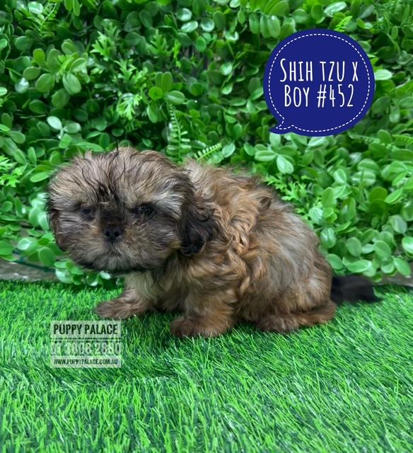 Cava-Tzu (Shih Tzu X Shih Tzu/Cavalier) – Boy. I am AT THE NEW ADDRESS 64 Burchill St, Loganholme, Qld