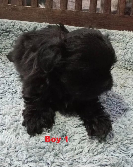 Cava-Tzu (Shih Tzu X Shih Tzu/Cavalier) – Boy.  I am arriving into store and available to go home on the 17 July.  I WILL BE AT THE NEW ADDRESS 64 Burchill St, Loganholme, Qld..