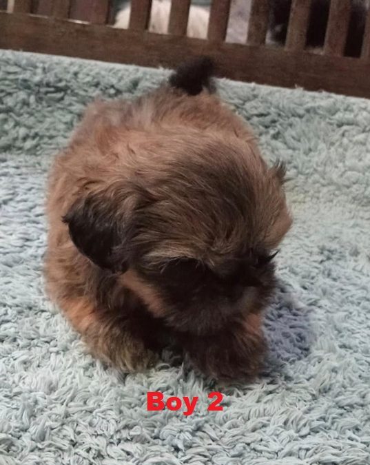Cava-Tzu (Shih Tzu X Shih Tzu/Cavalier) – Boy.  I am arriving into store and available to go home on the 17 July. I WILL BE AT THE NEW ADDRESS 64 Burchill St, Loganholme, Qld..