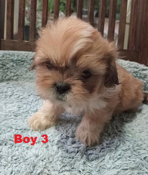 Cava-Tzu (Shih Tzu X Shih Tzu/Cavalier) – Boy.  I am arriving into store and available to go home on the 17 July.  I WILL BE AT THE NEW ADDRESS 64 Burchill St, Loganholme, Qld.