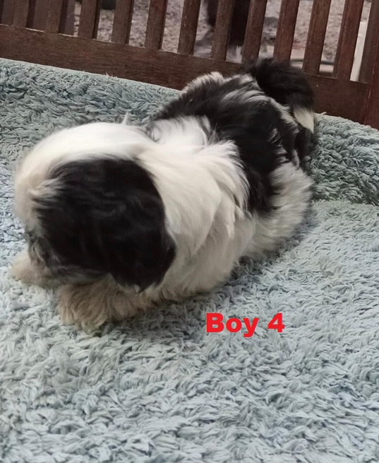Cava-Tzu (Shih Tzu X Shih Tzu/Cavalier) – Boy.  I am arriving into store and available to go home on the 17 July.   I WILL BE AT THE NEW ADDRESS 64 Burchill St, Loganholme, Qld.