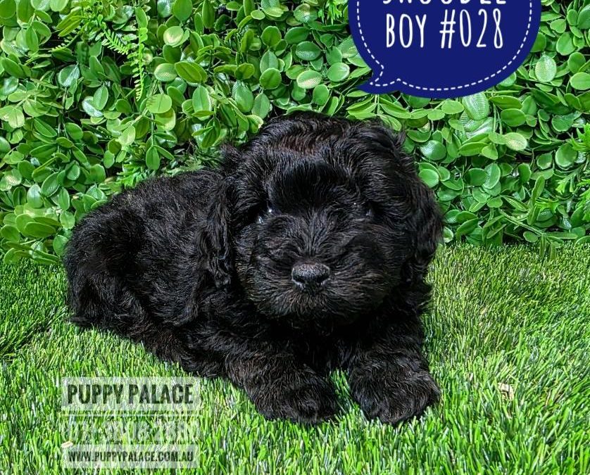 $1995 – Shoodle (Shih Tzu X Toy Poodle) – Boy