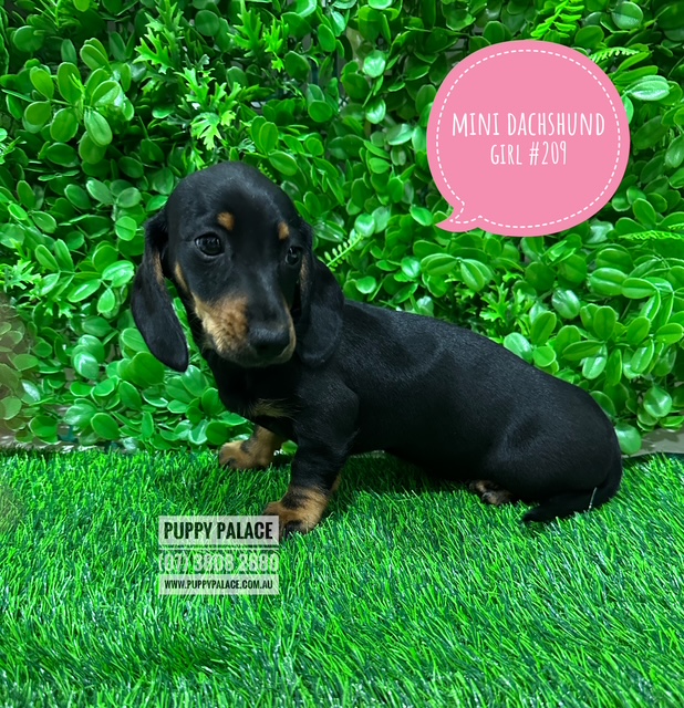 Mini Dachshund Puppy – Girl.  I AM AT THE NEW ADDRESS 64 Burchill St, Loganholme, Qld.