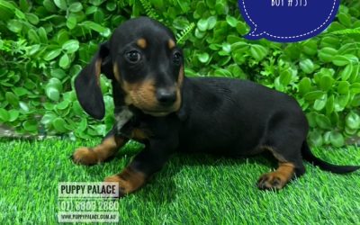 $1995 – Miniature Dachshund Puppy – Boy.  I AM AT THE NEW ADDRESS 64 Burchill St, Brisbane, Loganholme.