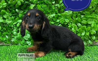 $1995 – Miniature Dachshund Puppy – Boy.  I AM AT THE NEW ADDRESS 64 Burchill St, Brisbane, Loganholme,