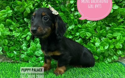 $1995 – Miniature Dachshund Puppies – Girl.  I AM AT THE NEW ADDRESS 64 Burchill St, Loganholme, Qld.