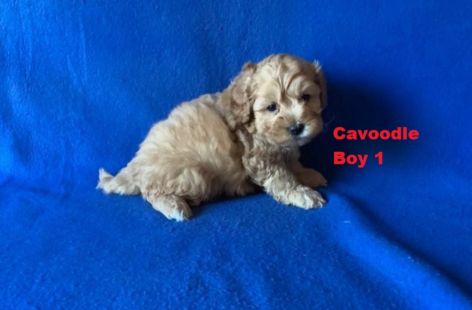 Cavoodle / Cavapoo (Poodle X Ruby Cavalier) – Boy. I am arriving into store at Puppy Palace Pet shop, Loganholme & Available to go home on 21 August.