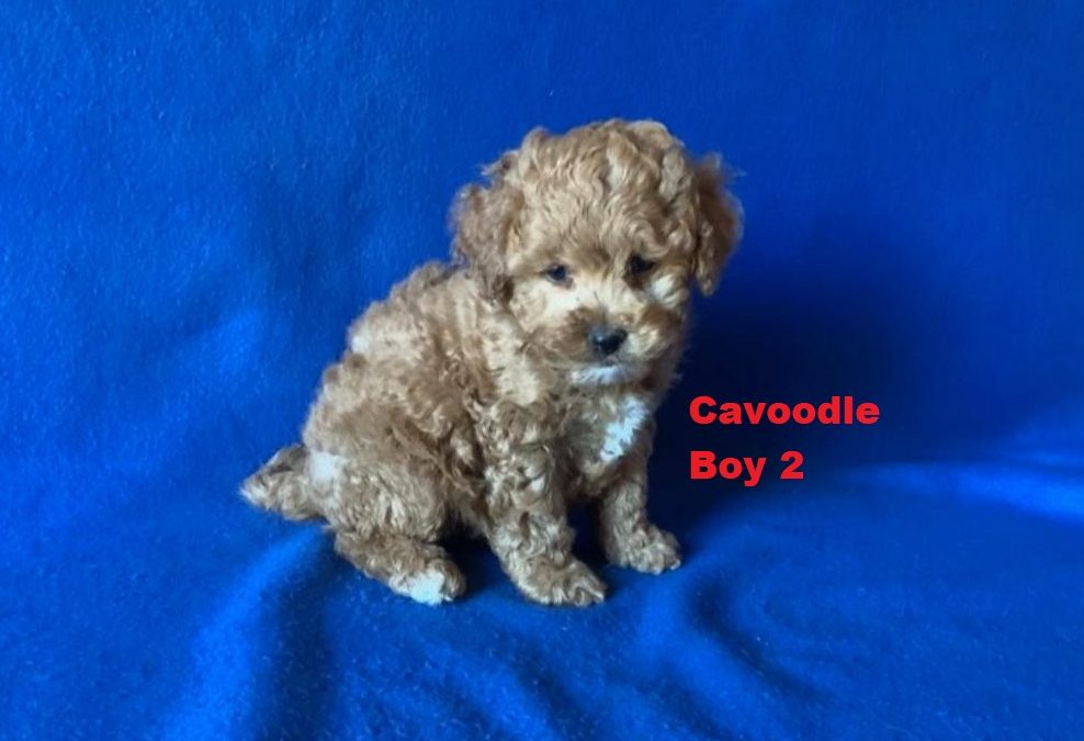 Cavoodle / Cavapoo (Poodle X Ruby Cavalier) – Boy. I am arriving into store at Puppy Palace Pet shop, Loganholme & Available to go home on 21 August.