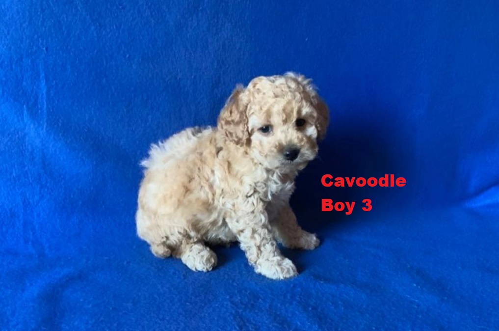 Cavoodle / Cavapoo (Poodle X Ruby Cavalier) – Boy. I am arriving into store at Puppy Palace Pet shop, Loganholme & Available to go home on 21 August.