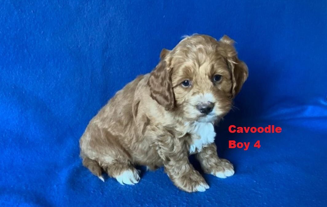 Cavoodle / Cavapoo (Poodle X Ruby Cavalier) – Boy. I am arriving into store at Puppy Palace Pet shop, Loganholme & Available to go home on 21 August.