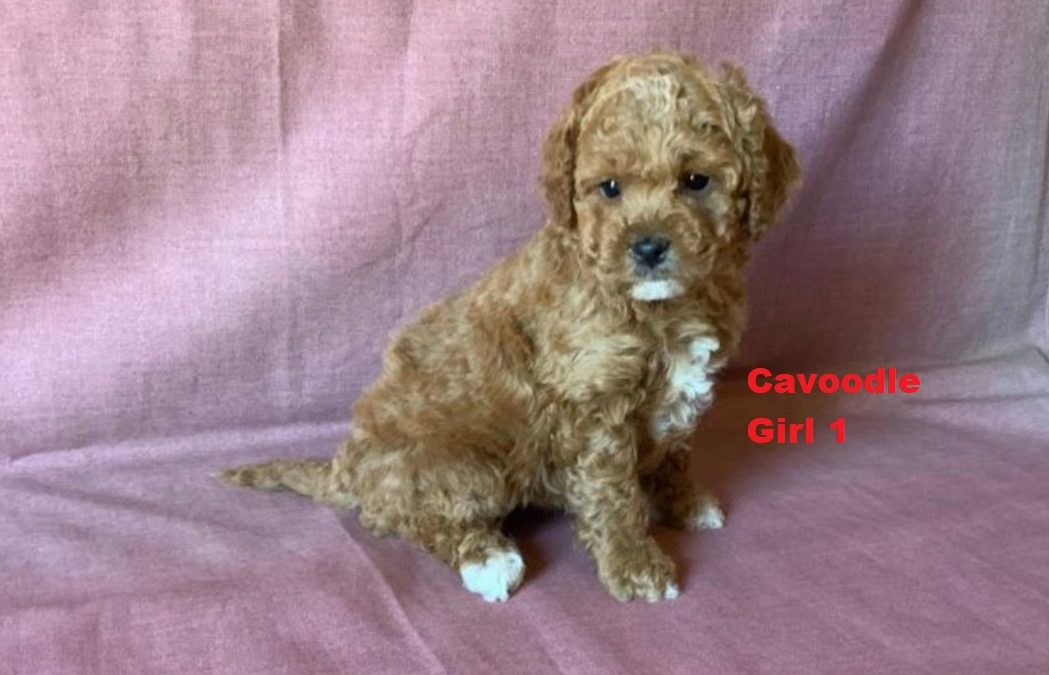 Cavoodle / Cavapoo (Poodle X Ruby Cavalier) – Girl. I am arriving into store at Puppy Palace Pet shop, Loganholme & Available to go home on 21 August.