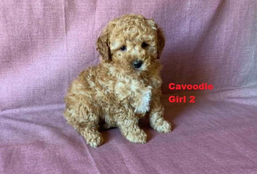 Cavoodle / Cavapoo (Poodle X Ruby Cavalier) – Girl. I am arriving into store at Puppy Palace Pet shop, Loganholme & Available to go home on 21 August.