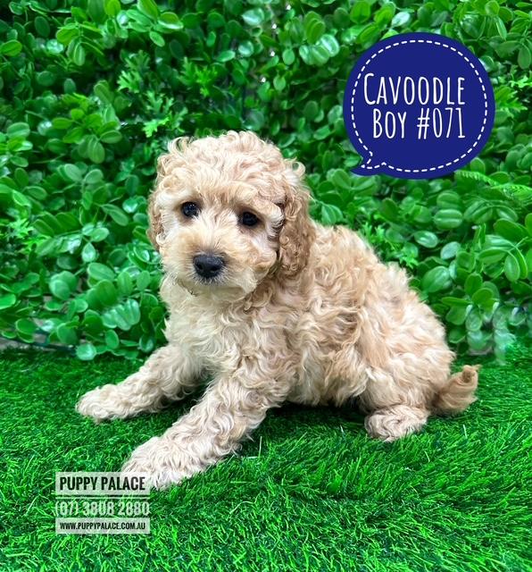Cavoodle / Cavapoo (Poodle X Ruby Cavalier) – Boy. I am in store at Puppy Palace Pet shop, Loganholme