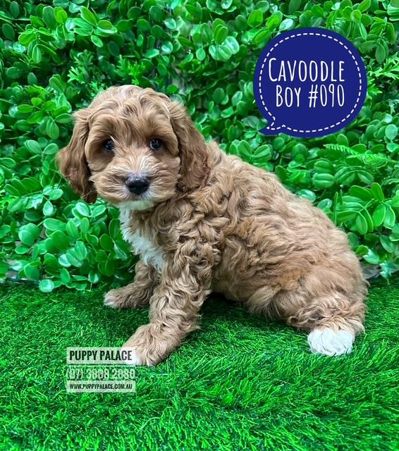 $2595 – Cavoodle / Cavapoo (Poodle X Ruby Cavalier) – Boy. I am in store at Puppy Palace Pet shop, Loganholme