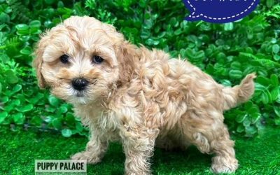 $2595 – Cavoodle / Cavapoo (Poodle X Ruby Cavalier) – Boy. I am in store at Puppy Palace Pet shop, Loganholme