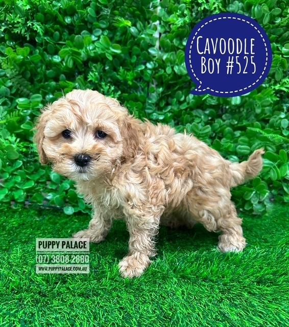 $2595 – Cavoodle / Cavapoo (Poodle X Ruby Cavalier) – Boy. I am in store at Puppy Palace Pet shop, Loganholme