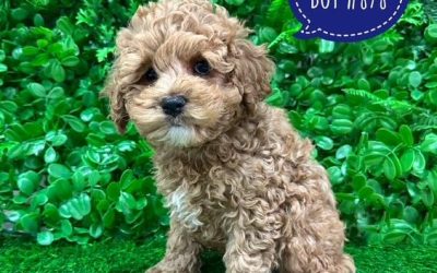 $2595 – Cavoodle / Cavapoo (Poodle X Ruby Cavalier) – Boy. I am in store at Puppy Palace Pet shop, Loganholme