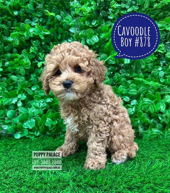 $2595 – Cavoodle / Cavapoo (Poodle X Ruby Cavalier) – Boy. I am in store at Puppy Palace Pet shop, Loganholme
