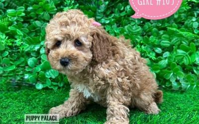 $2595 – Cavoodle / Cavapoo (Poodle X Ruby Cavalier) – Girl. I am in store at Puppy Palace Pet shop, Loganholme